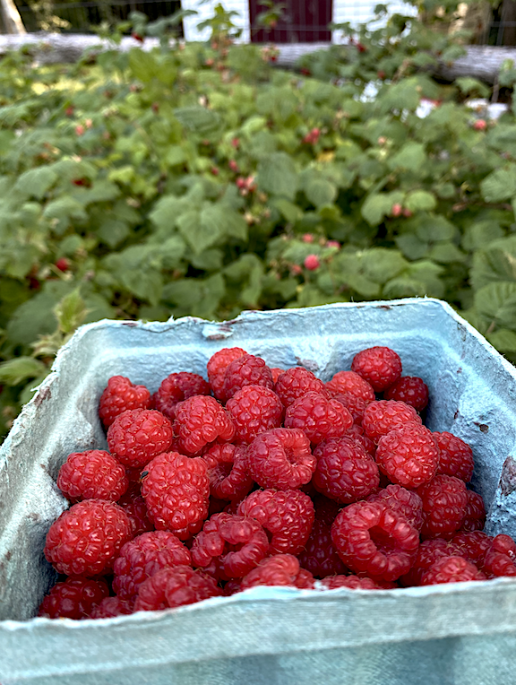 Mary Jane, Raspberries, and Trying to Be a Good Human – Farmer-ish